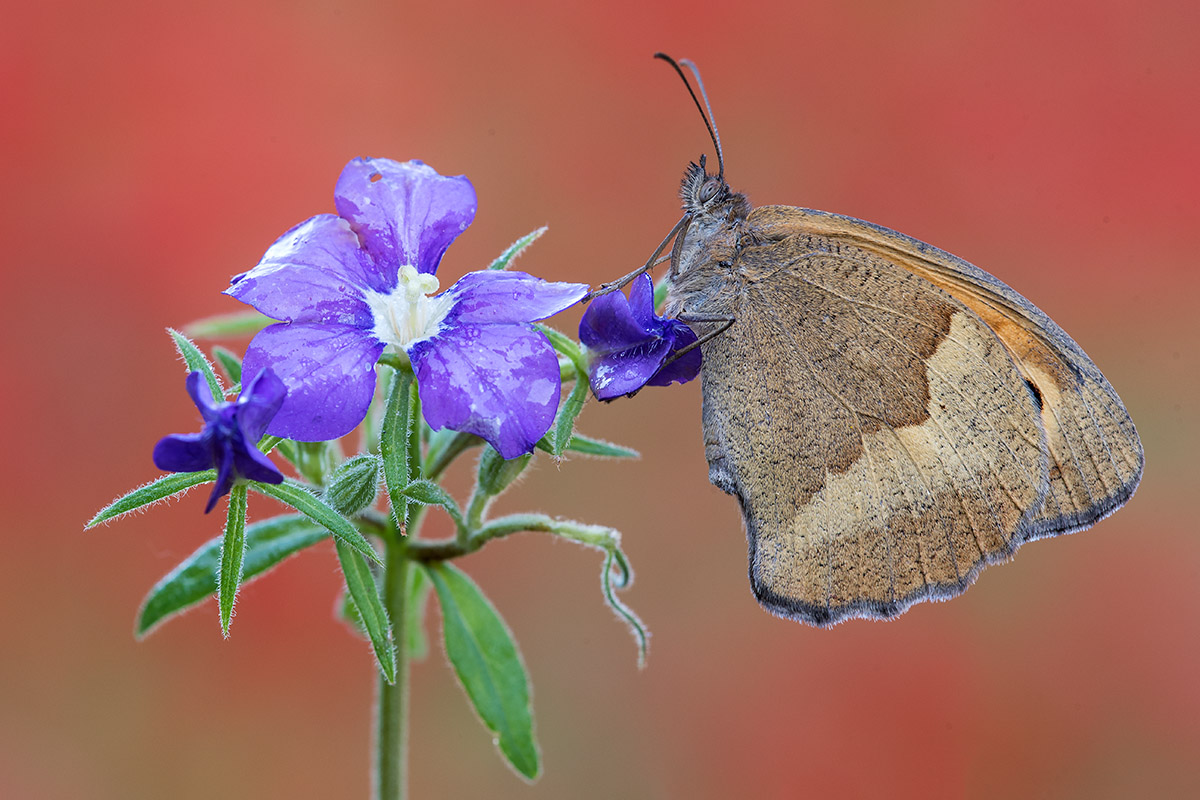 Maniola jurtina - Nymphalidae Satyrinae